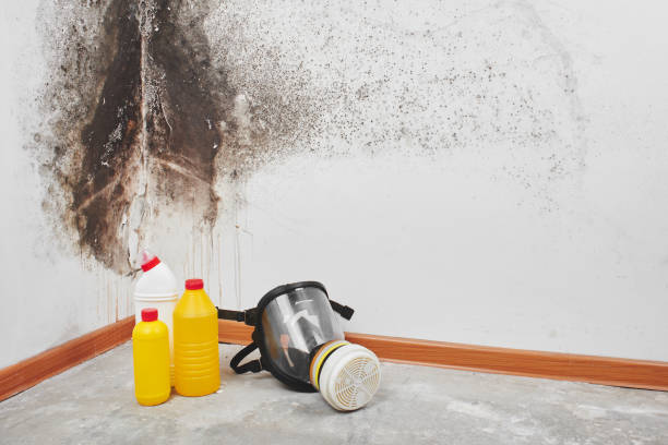Professional Mold Removal in Chelsea, MI