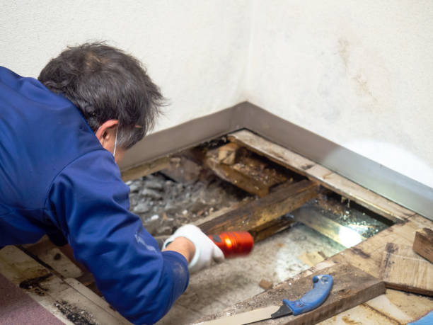 Best Attic Mold Removal  in Chelsea, MI