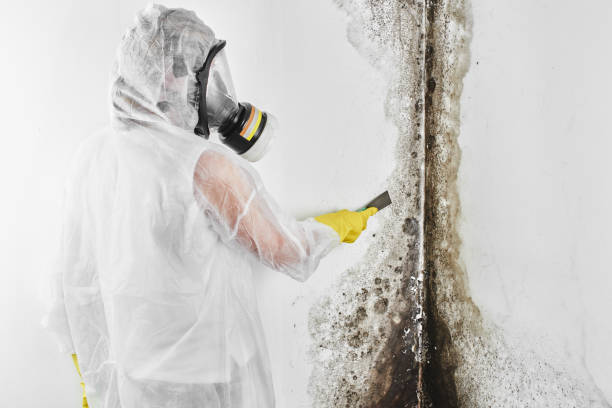 Best Best Mold Removal Companies  in Chelsea, MI
