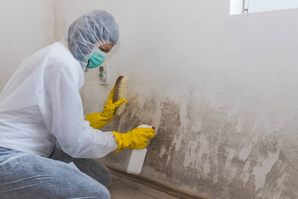 Best Mold Cleaning Services  in Chelsea, MI