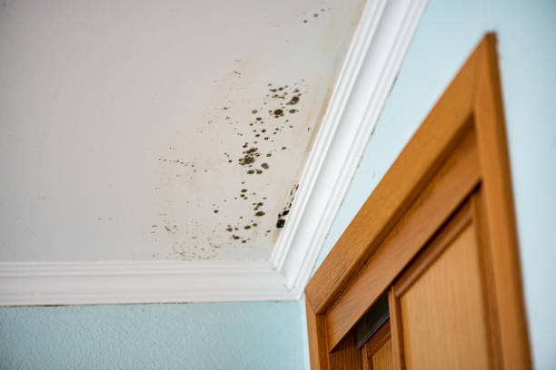 Best Mold Remediation  in Chelsea, MI
