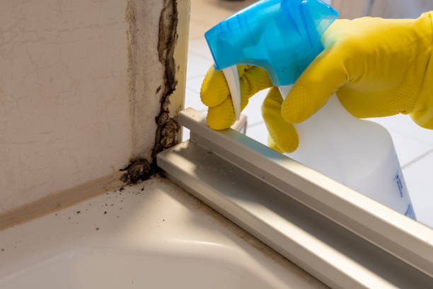 Mold Testing and Removal in Chelsea, MI