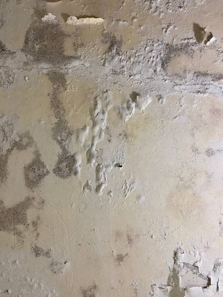 Best Crawl Space Mold Removal  in Chelsea, MI