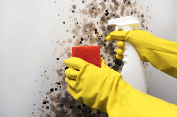 Best Black Mold Removal  in Chelsea, MI