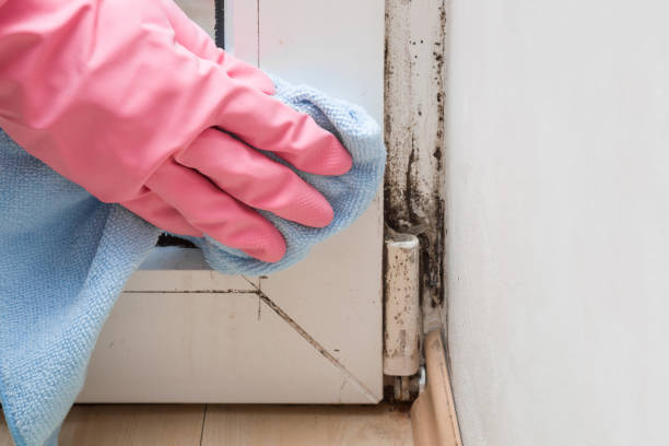 Best Mold Testing  in Chelsea, MI