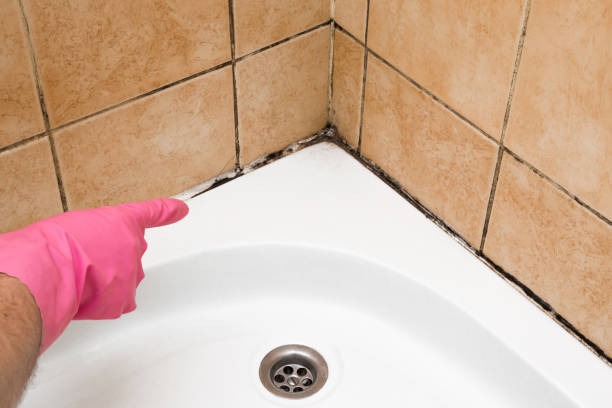 Best Mold Testing  in Chelsea, MI